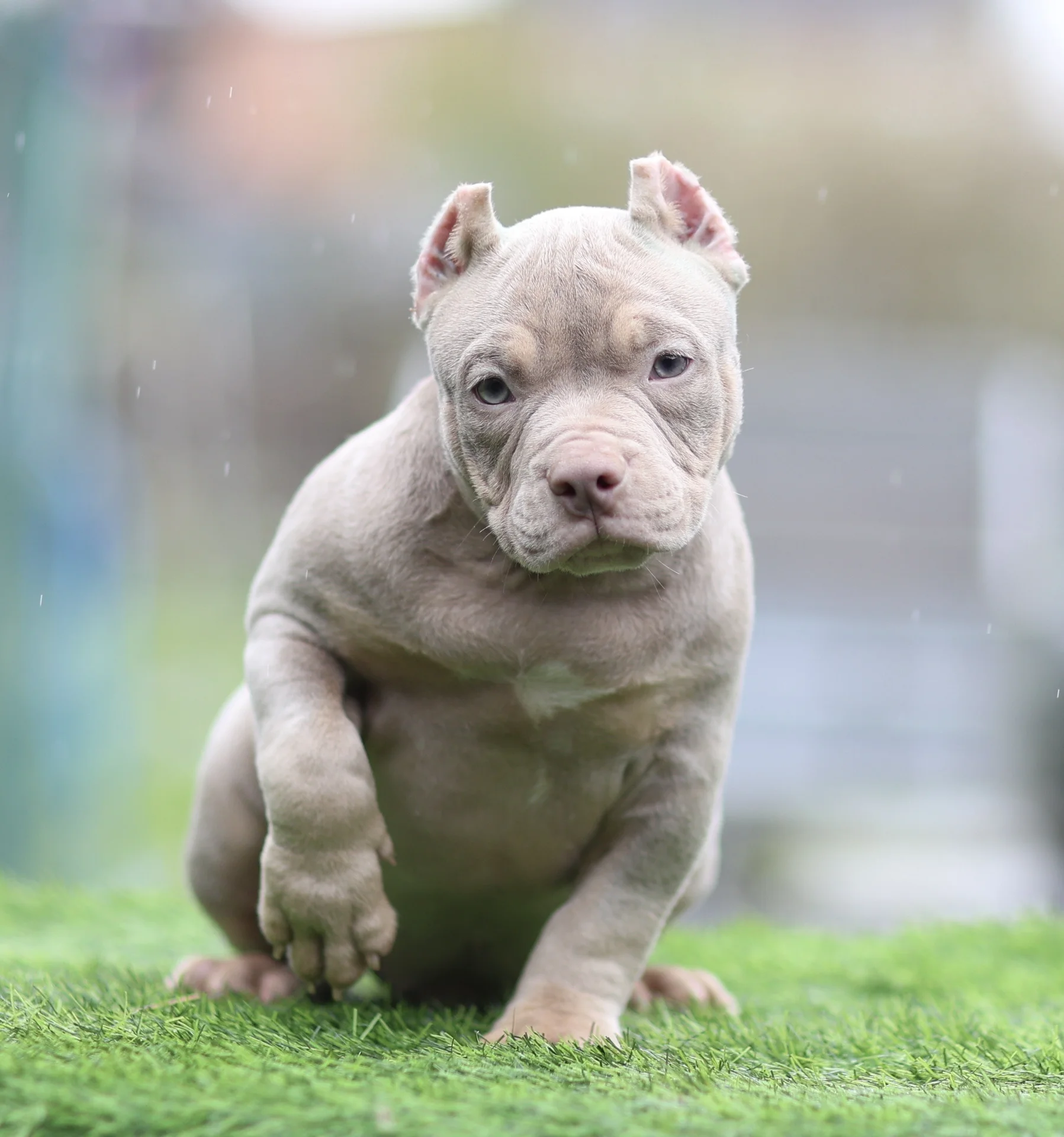 American Bully щенок покет - миниатюра 6