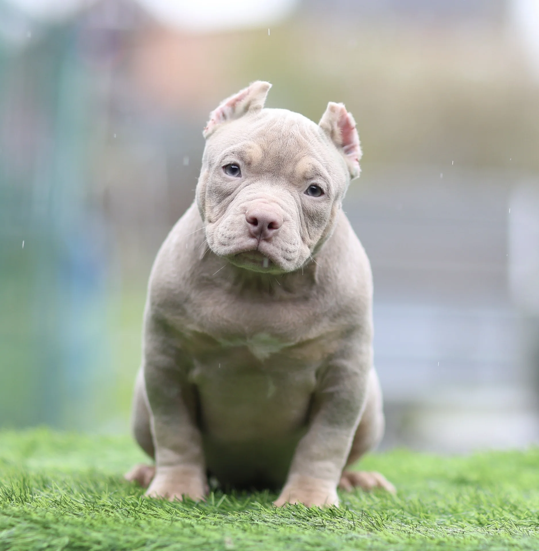 American Bully щенок покет - миниатюра 7