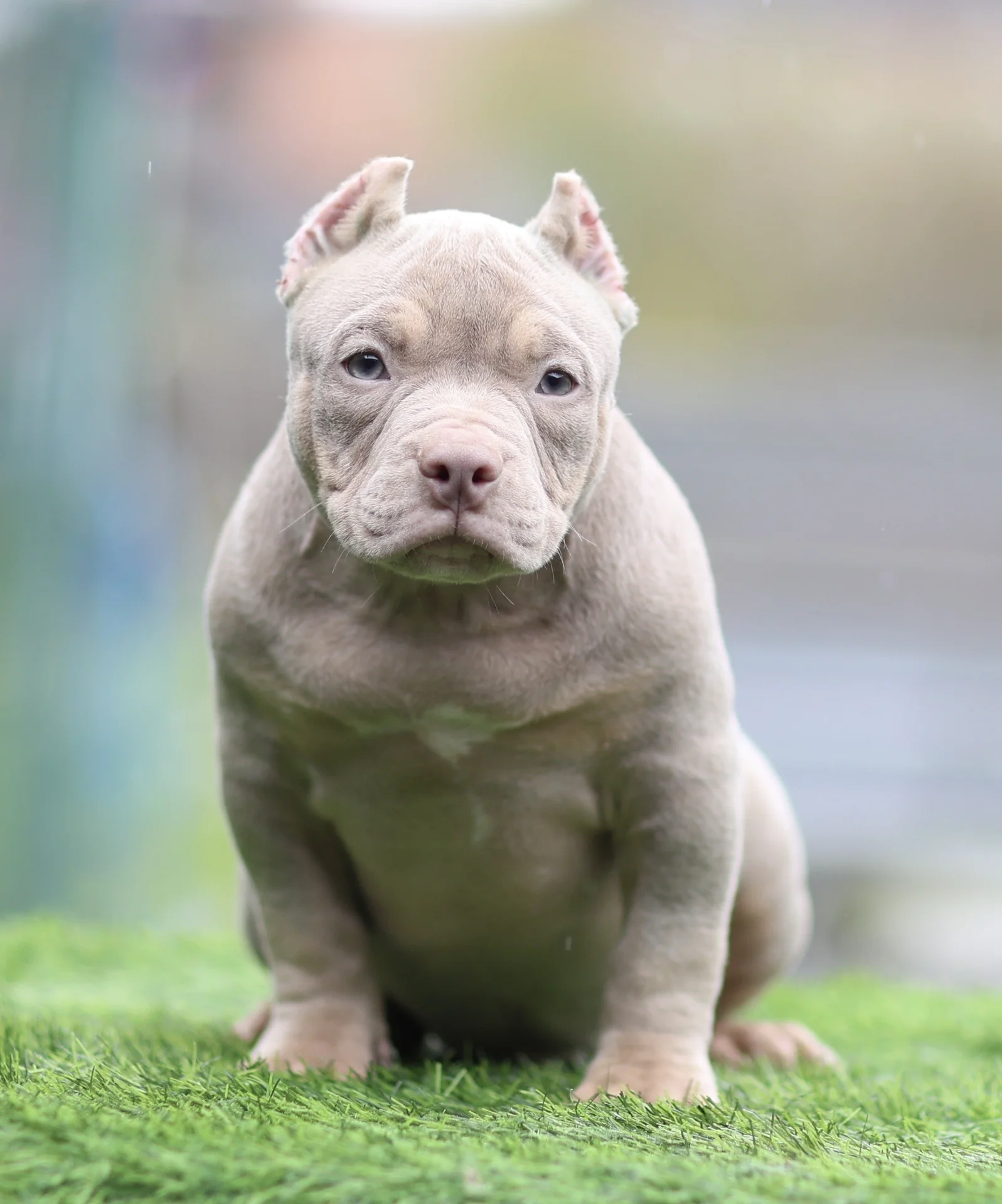 American Bully щенок покет - миниатюра 8