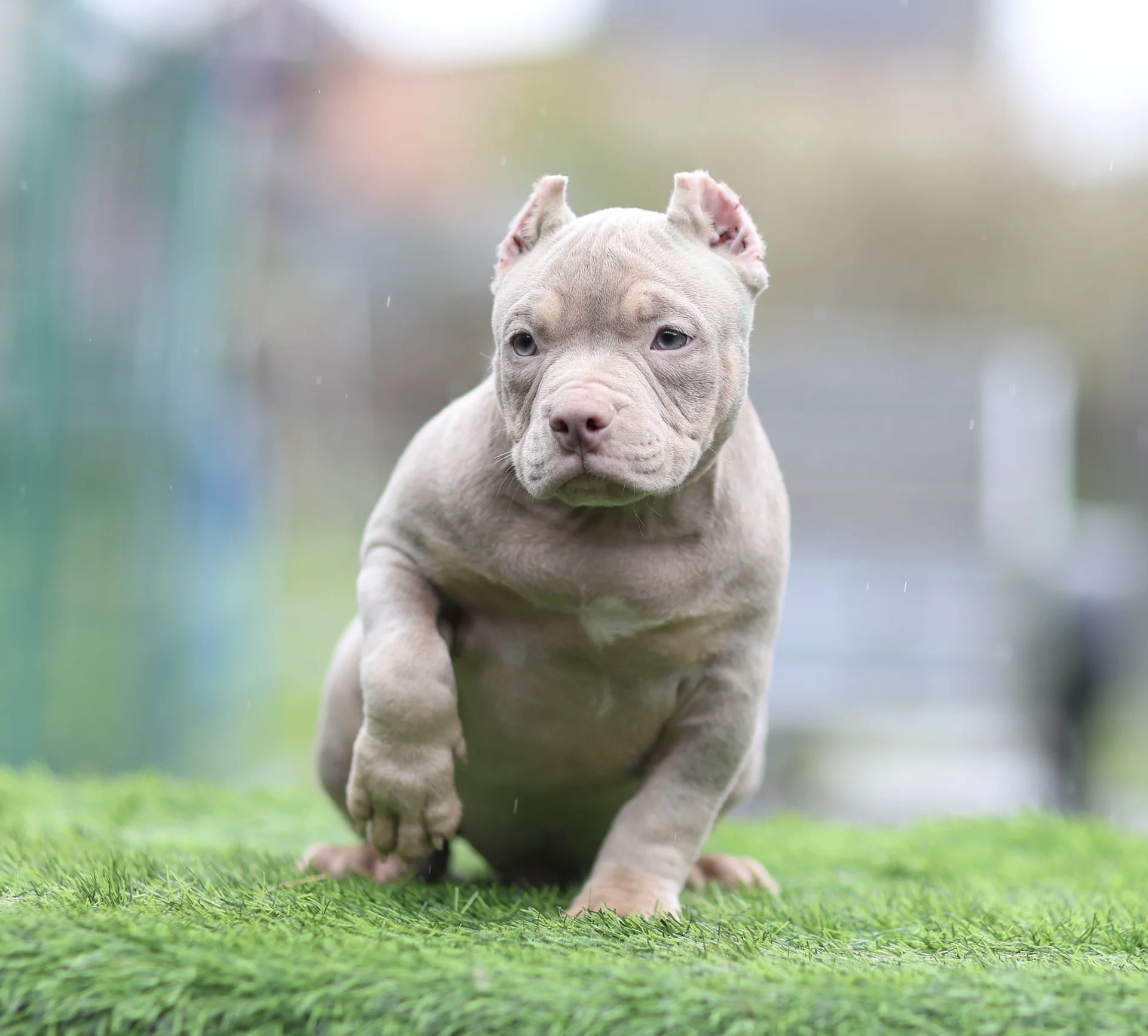 American Bully щенок покет - миниатюра 9