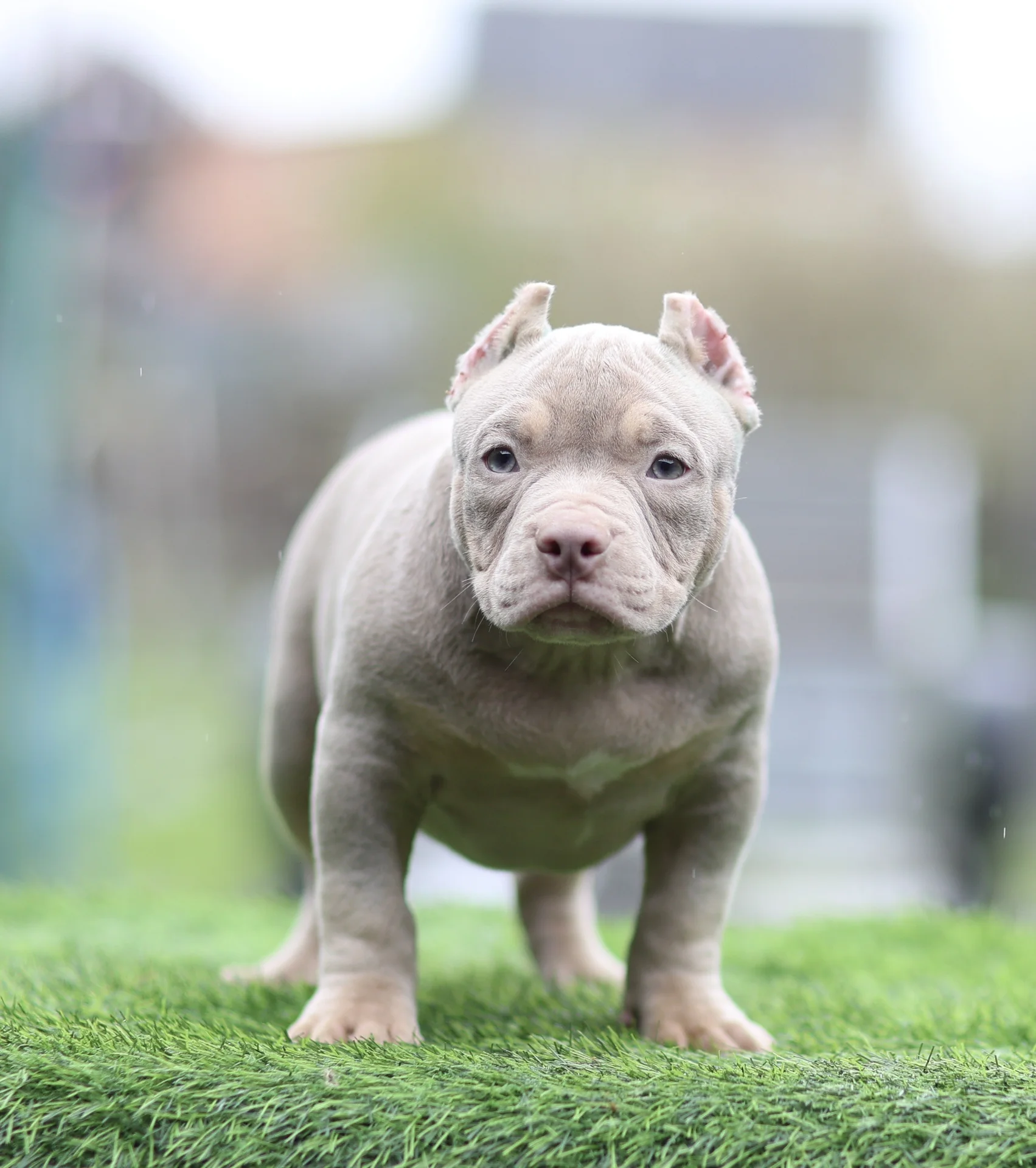 American Bully щенок покет - миниатюра 10
