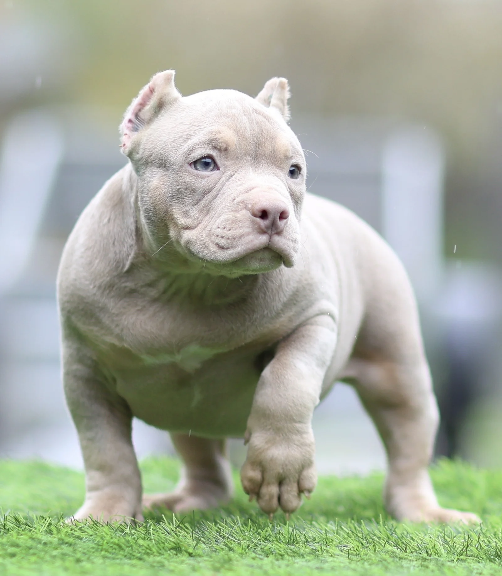 American Bully щенок покет - миниатюра 11