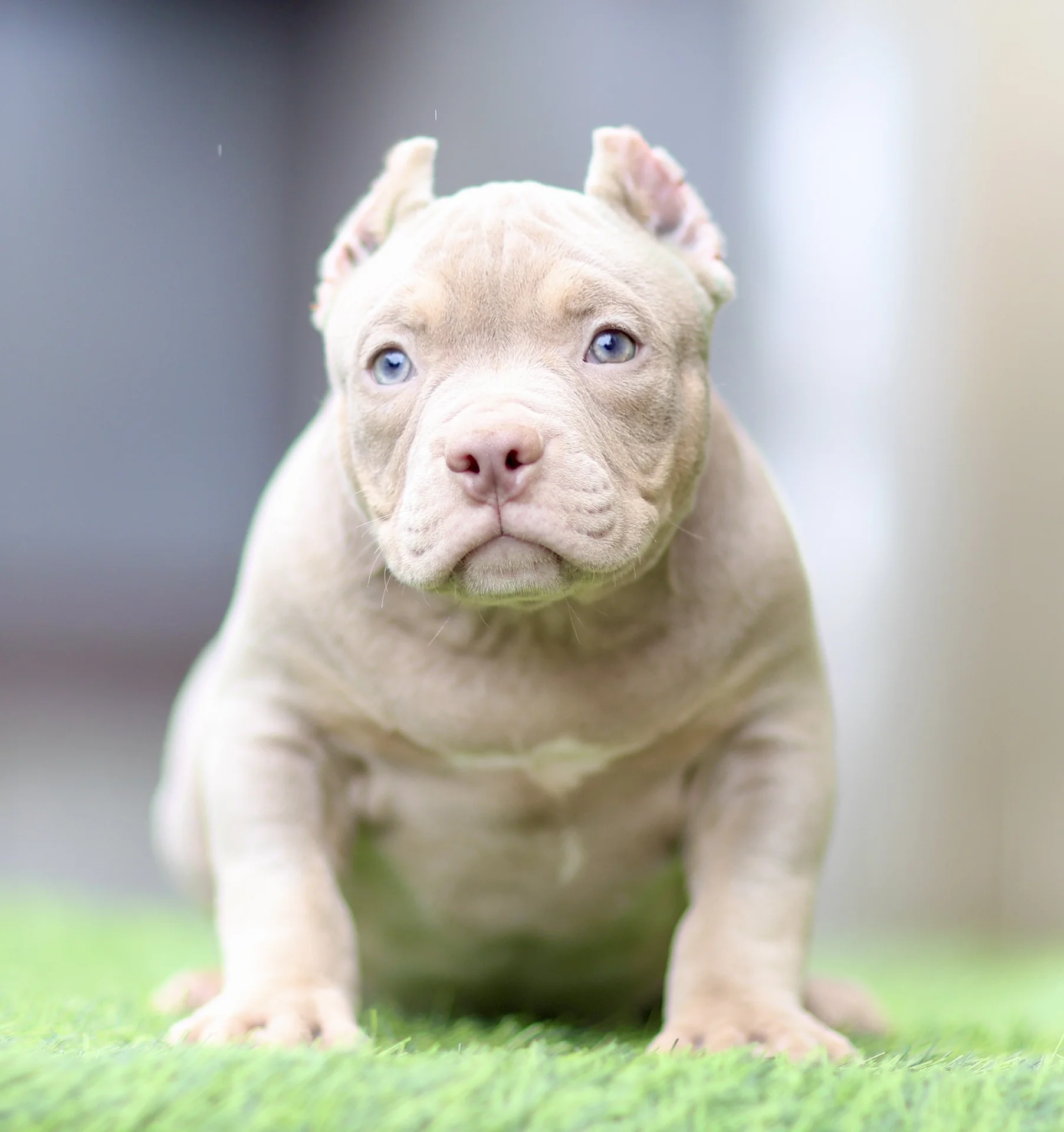 American Bully щенок покет - миниатюра 12