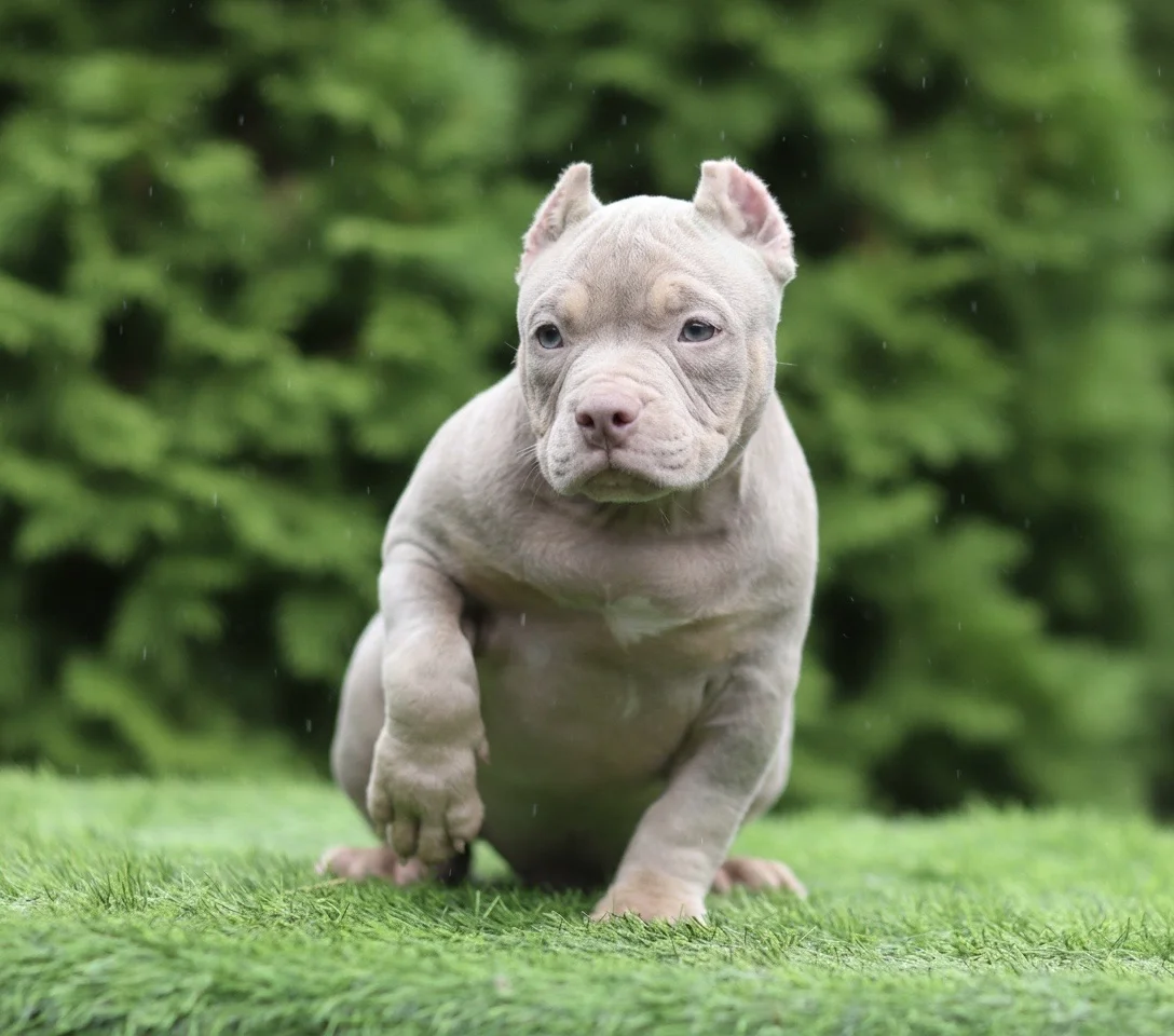 American Bully щенок покет - миниатюра 13