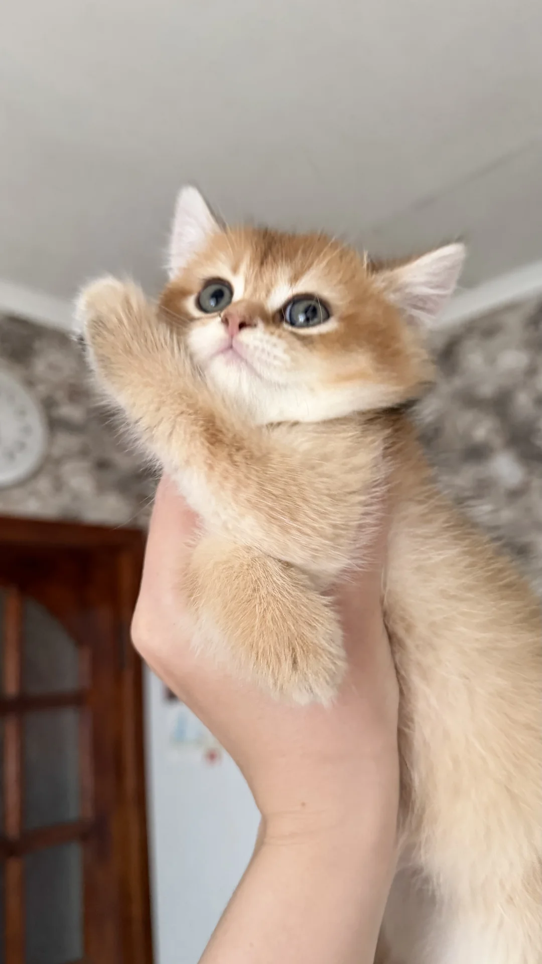 Котята золотая шиншилла - миниатюра 7