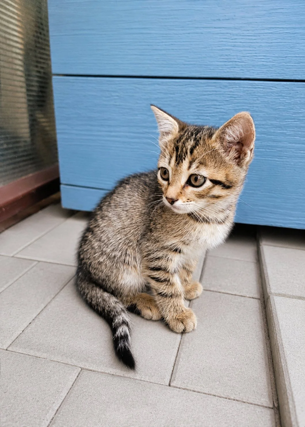 Котята родились 8 апреля - миниатюра 3