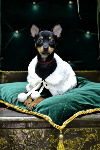 Предлагается щенок русского тоя