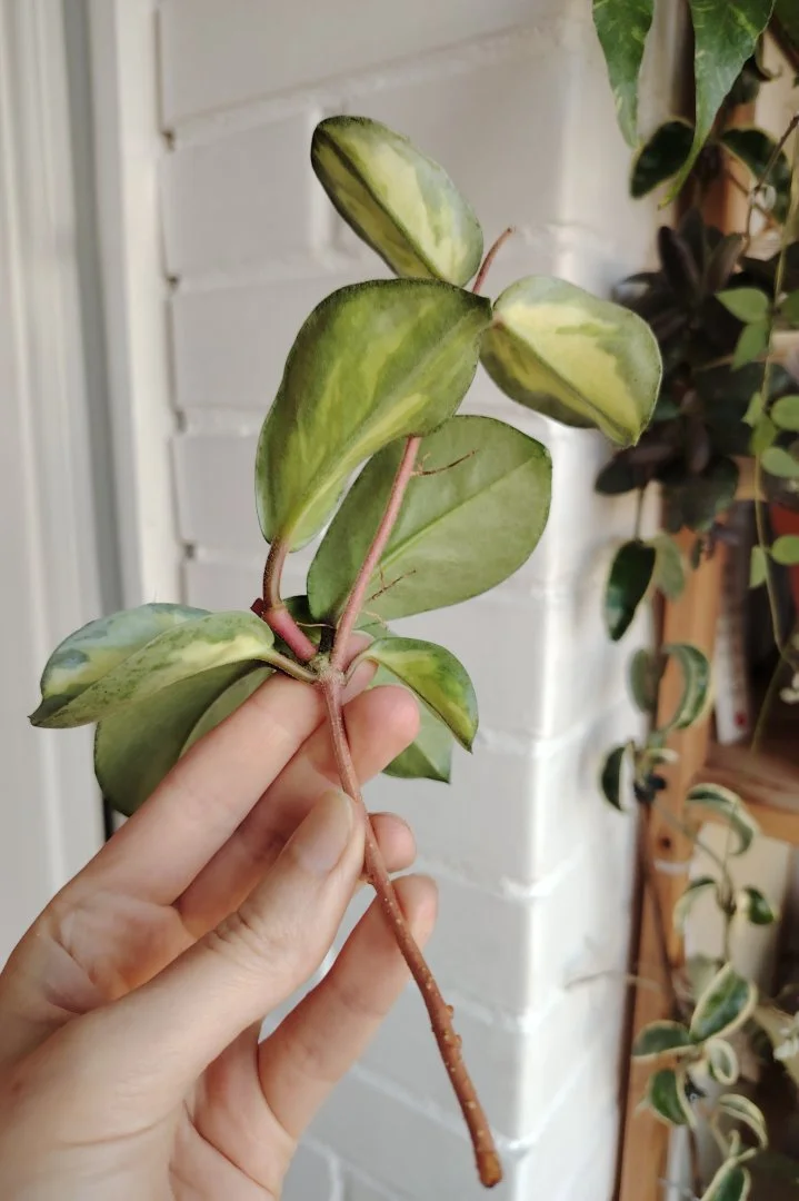 Хойя Argentea Princess variegata - миниатюра 2