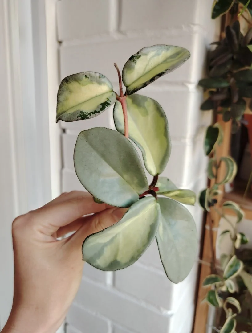Хойя Argentea Princess variegata - миниатюра 3