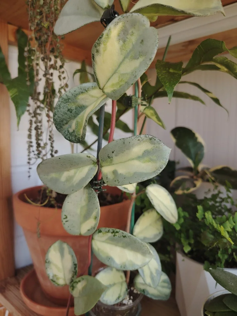 Хойя Argentea Princess variegata - миниатюра 4