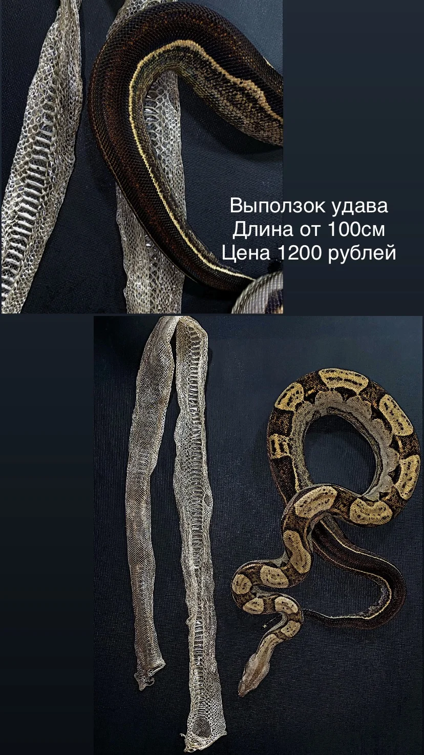 Змеиный выползок, чешуя, шкура змеи - изображение 1