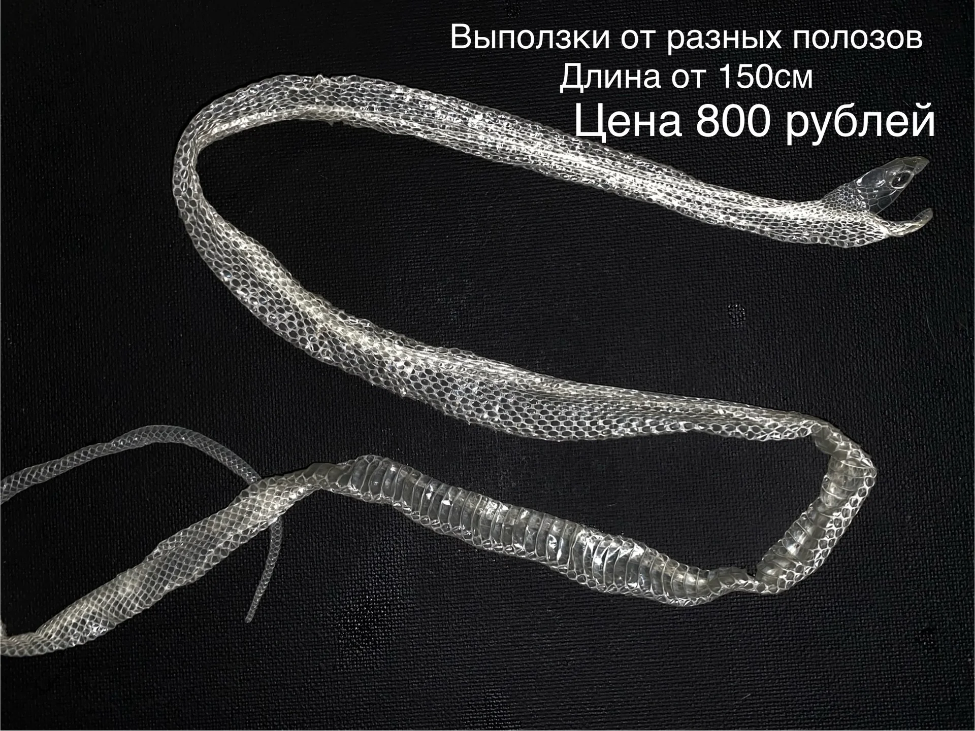 Змеиный выползок, чешуя, шкура змеи - миниатюра 6