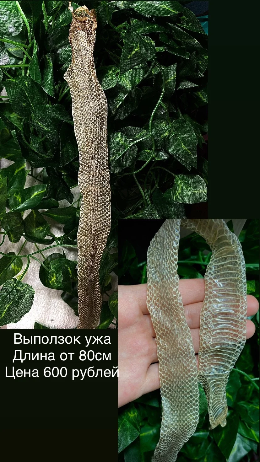 Змеиный выползок, чешуя, шкура змеи - миниатюра 7