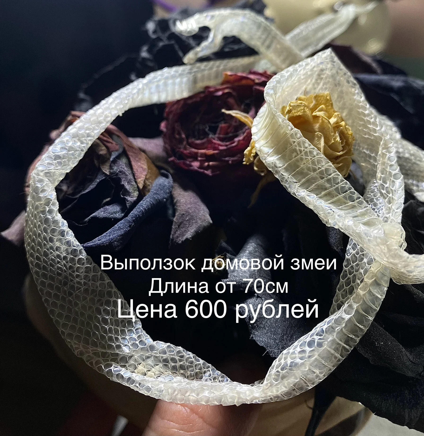 Змеиный выползок, чешуя, шкура змеи - миниатюра 8