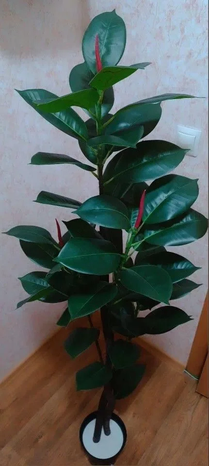 Искусственный Фикус Али, Фикус Бенедикта - миниатюра 7