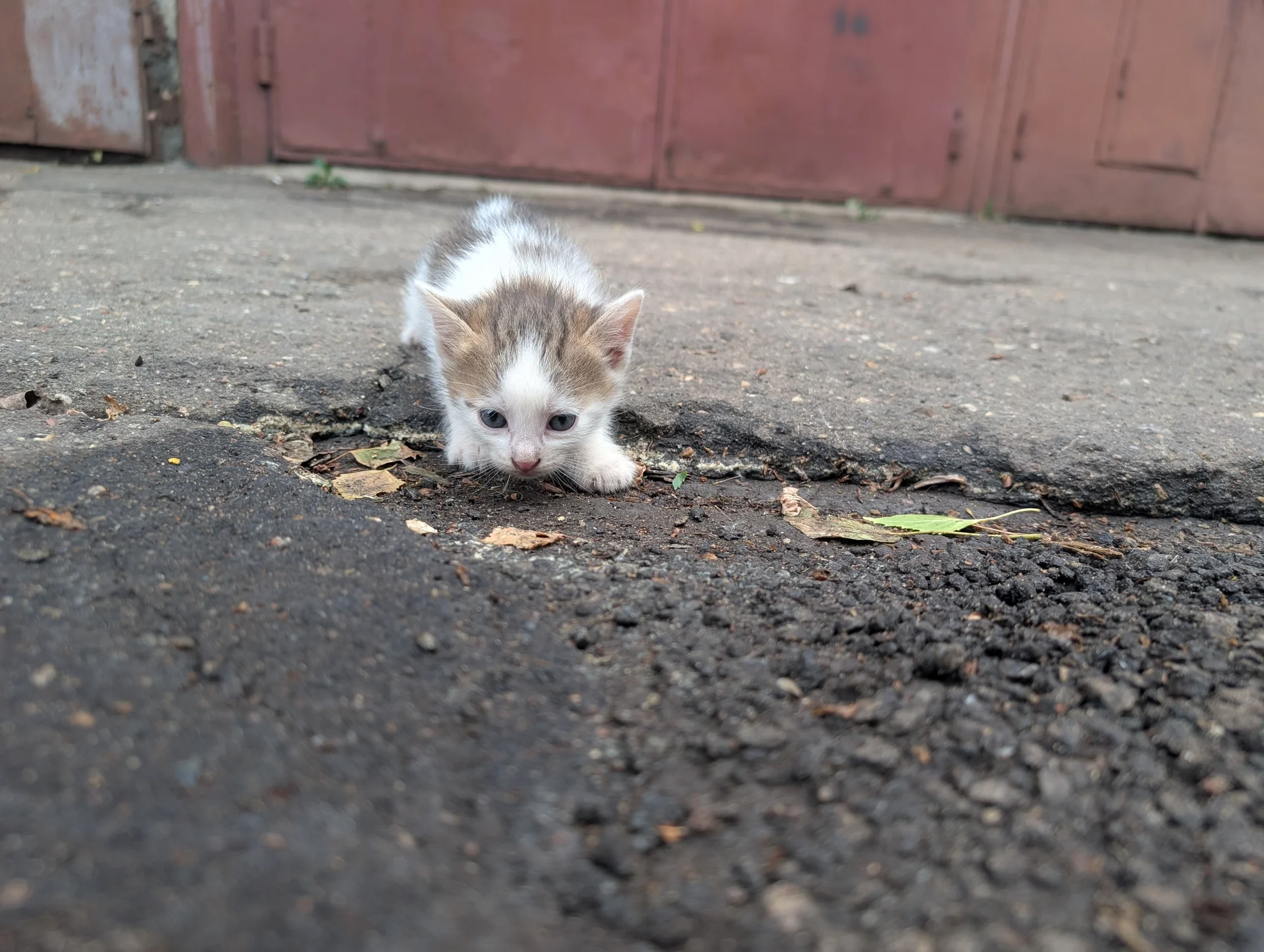 Котята в добрые руки - миниатюра 2