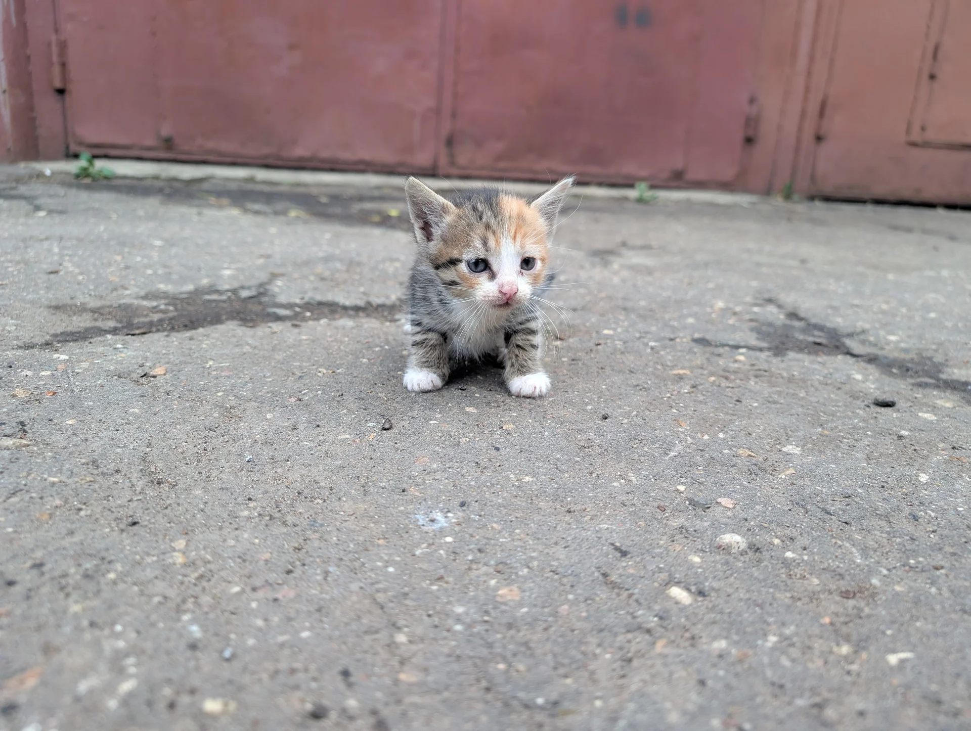 Котята в добрые руки - миниатюра 3
