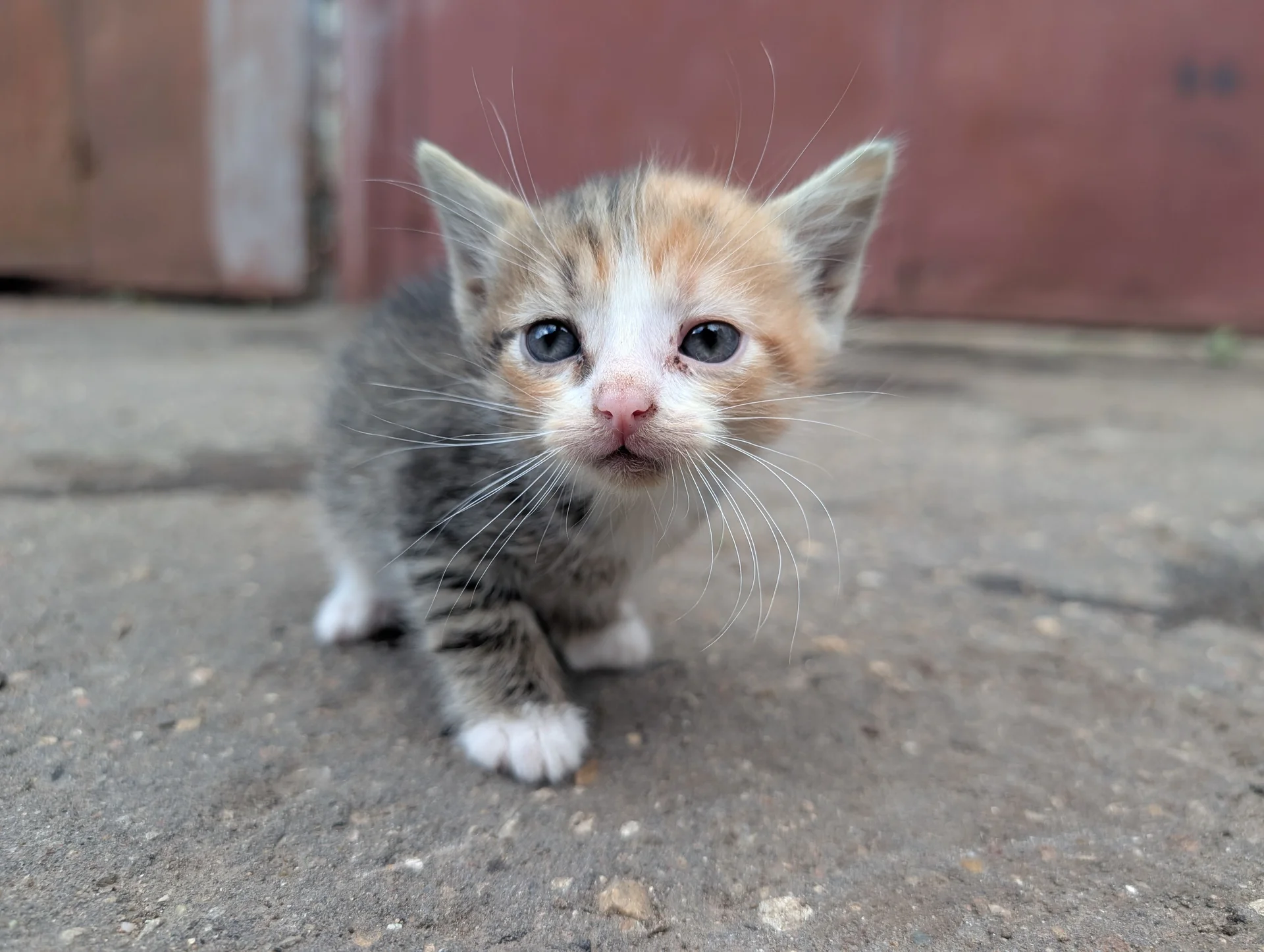 Котята в добрые руки - миниатюра 4