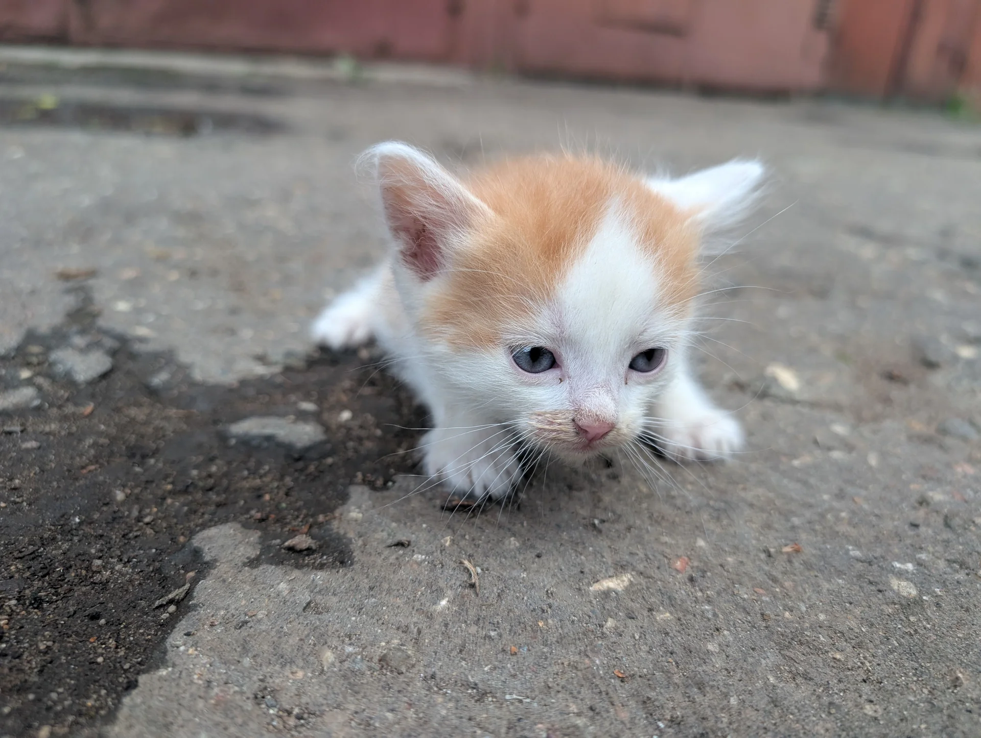 Котята в добрые руки - миниатюра 5