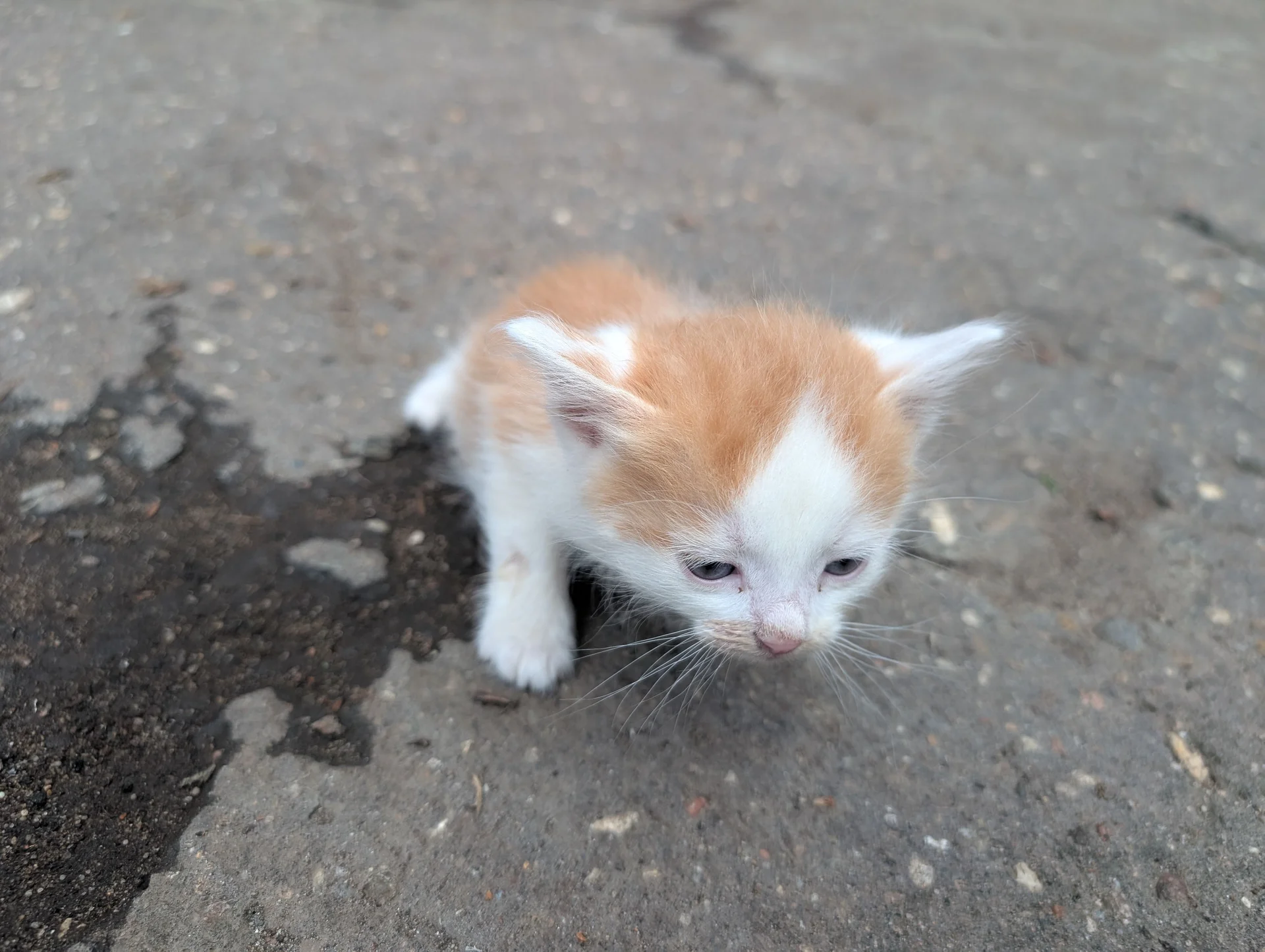 Котята в добрые руки - миниатюра 6