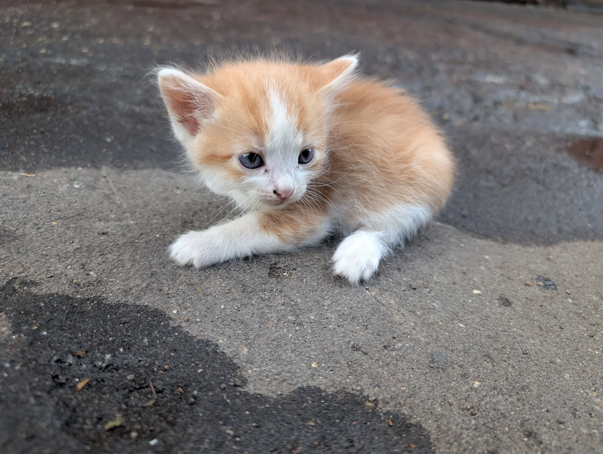 Котята в добрые руки - миниатюра 7