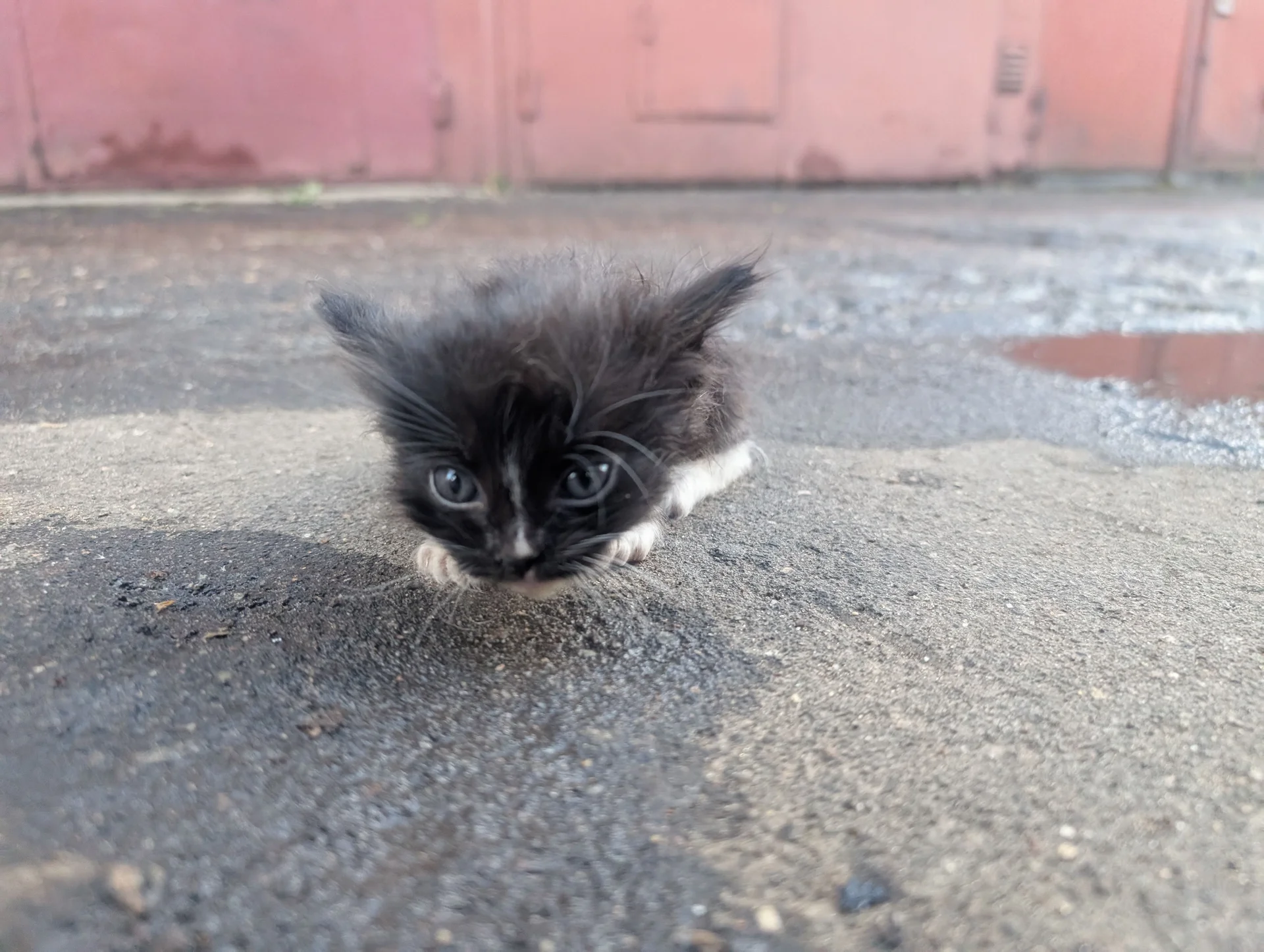 Котята в добрые руки - миниатюра 8