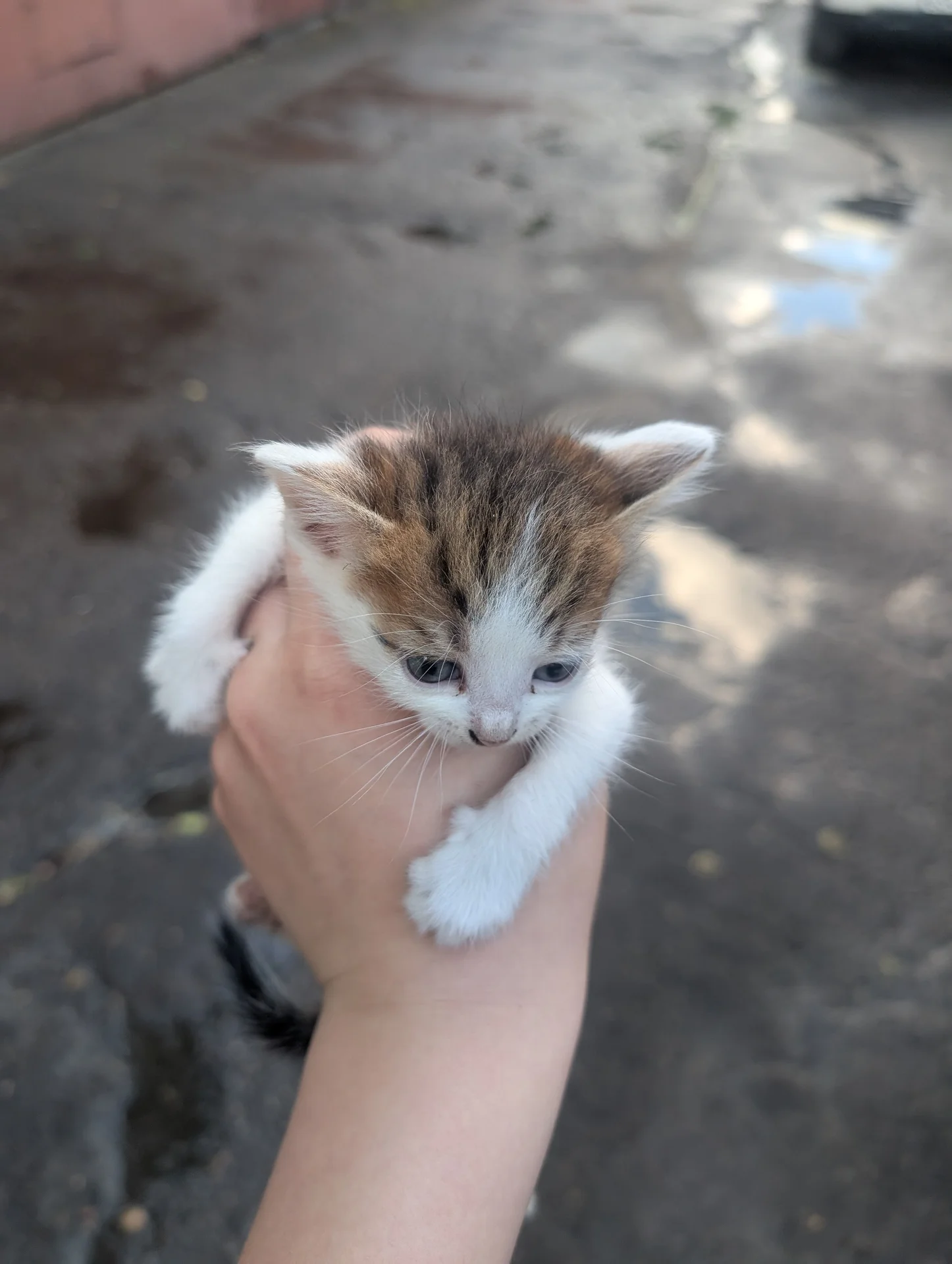 Котята в добрые руки - миниатюра 9