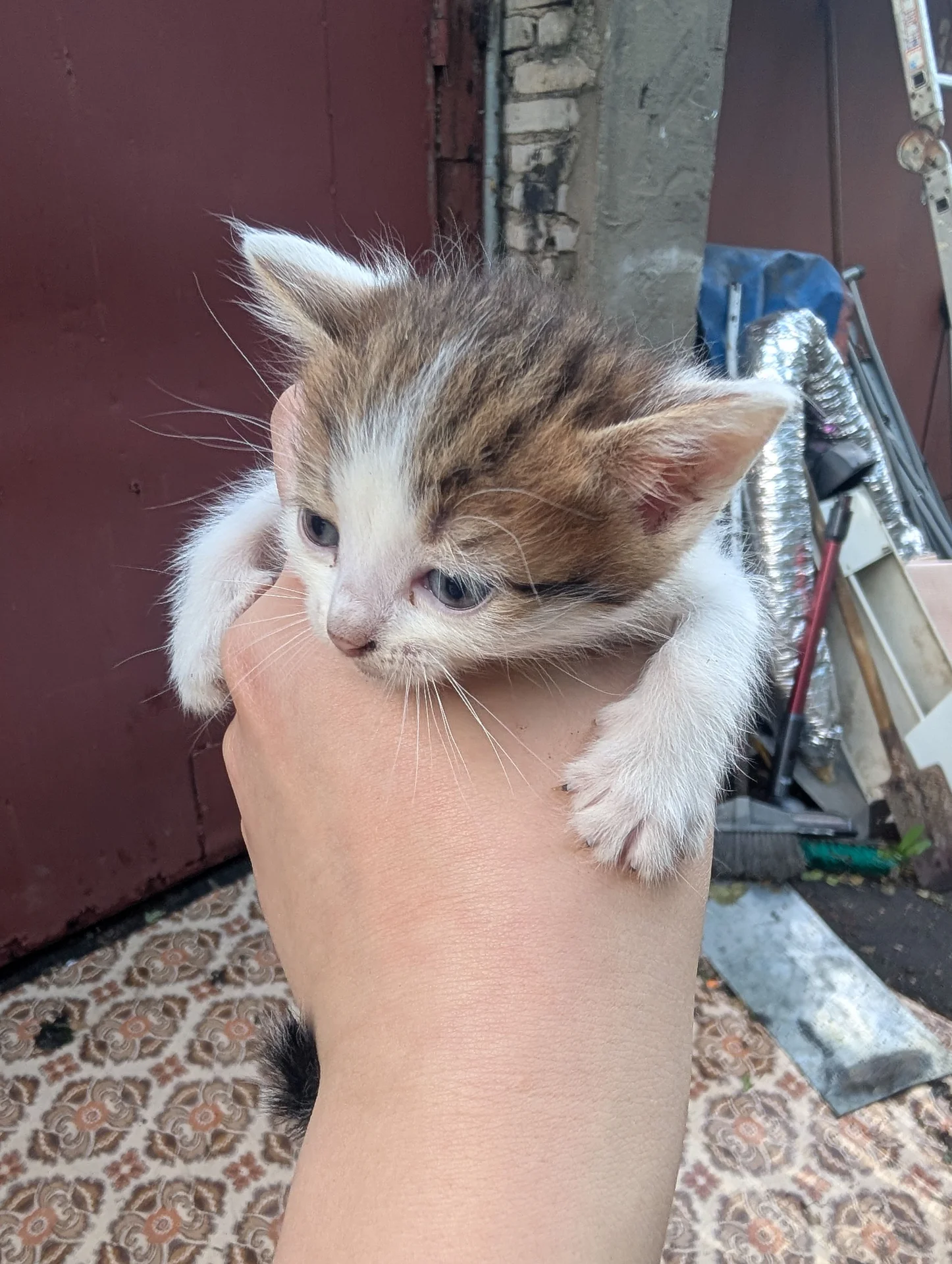 Котята в добрые руки - миниатюра 10