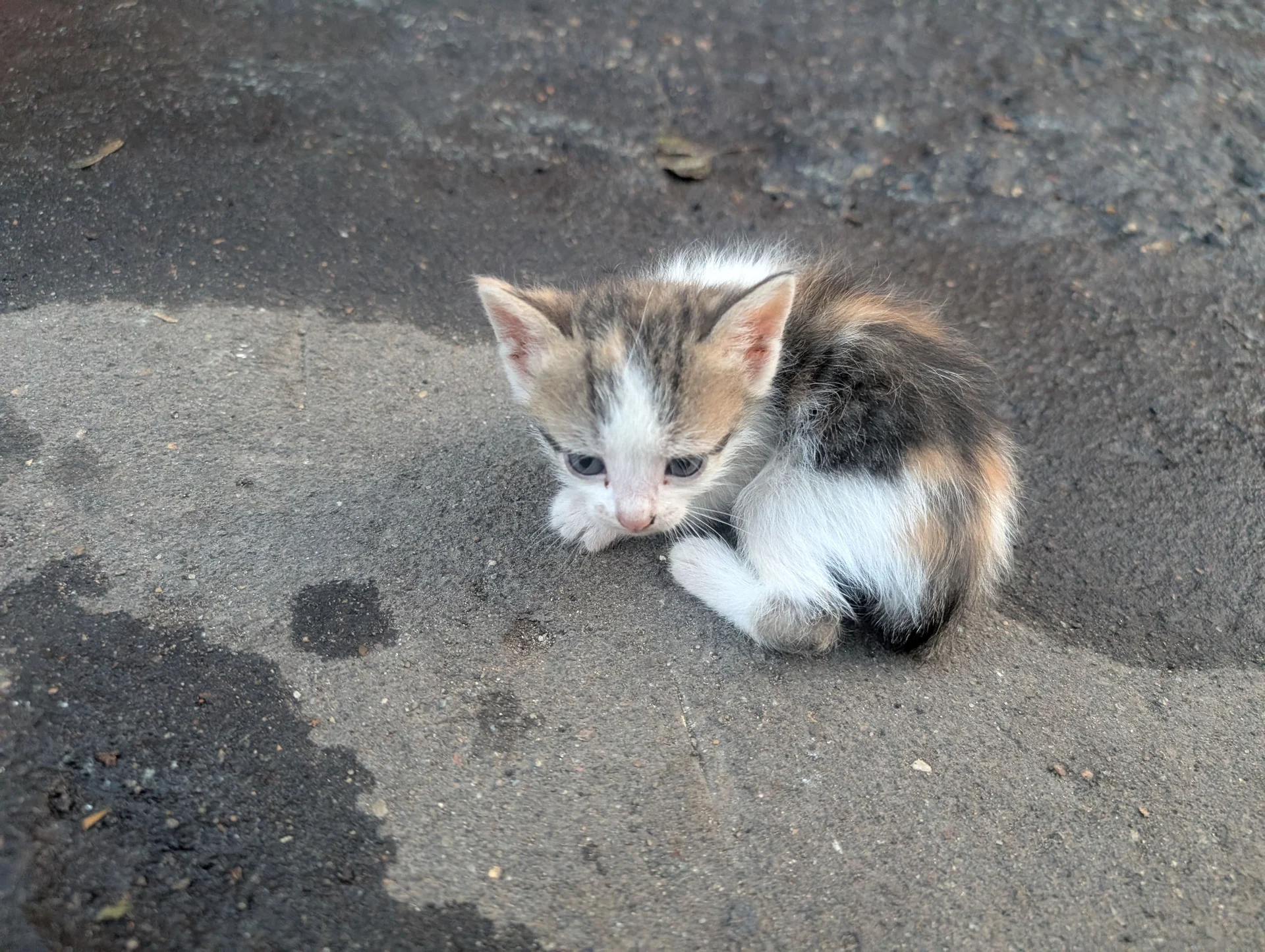 Котята в добрые руки - миниатюра 11
