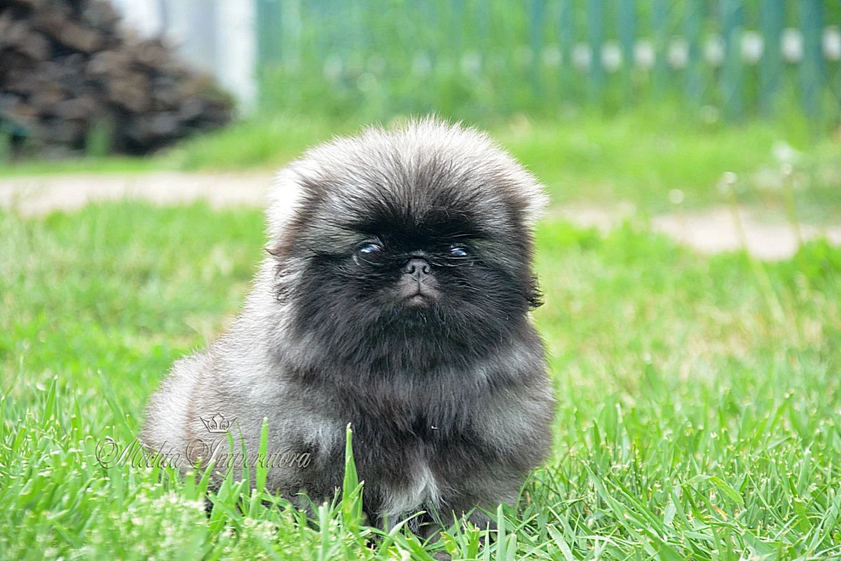 Пекинес, щенок