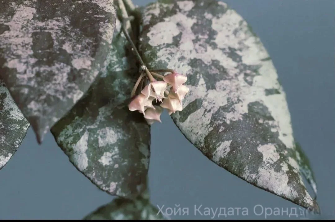 Хойя Caudata Orange Flowers - миниатюра 2