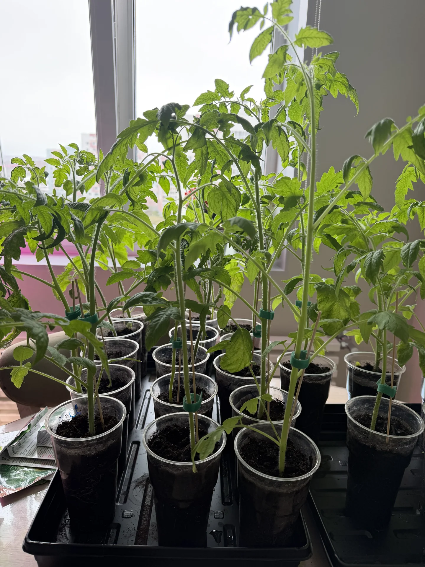 Продам рассаду томатов - изображение 1