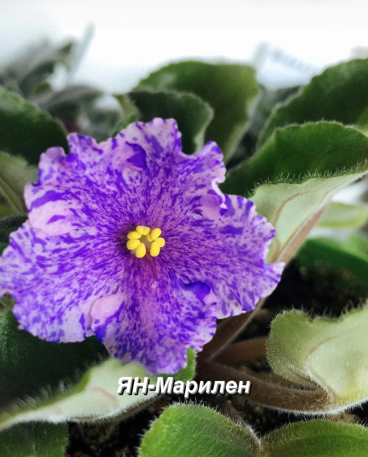 Сортовые фиалки - миниатюра 3