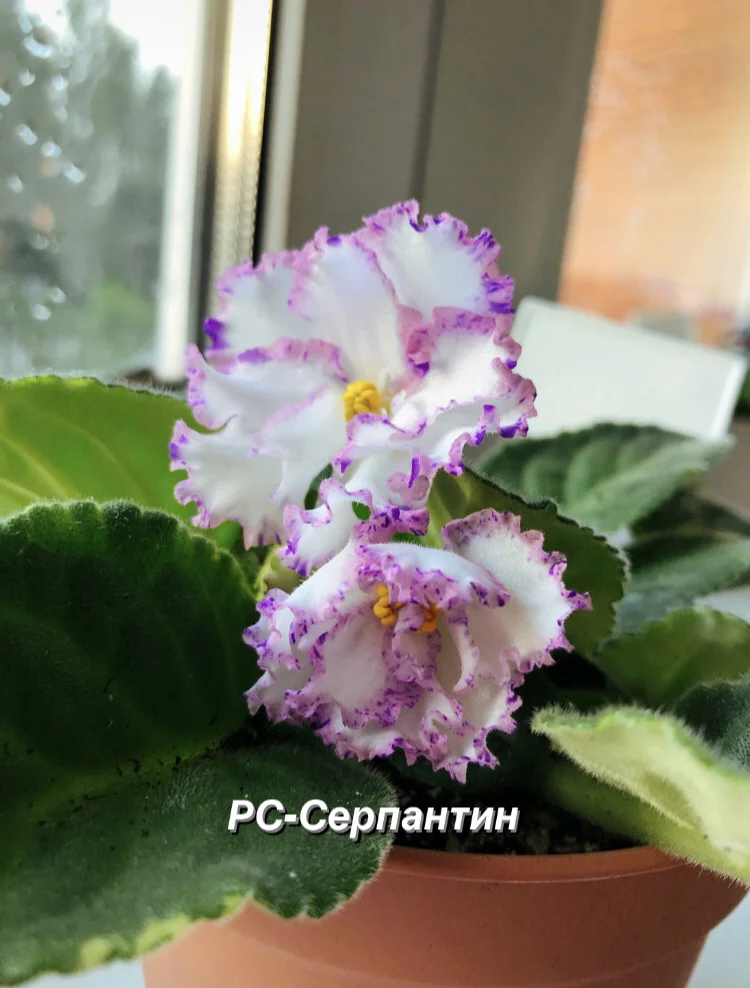 Сортовые фиалки - миниатюра 4