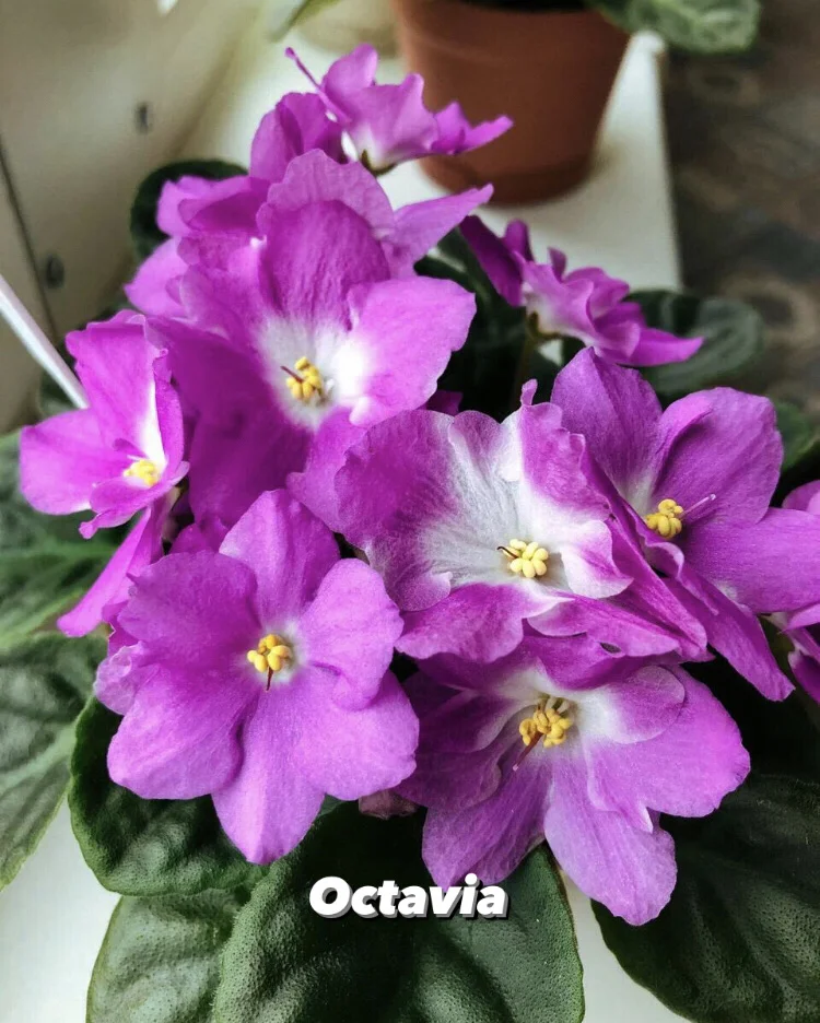Сортовые фиалки - миниатюра 5