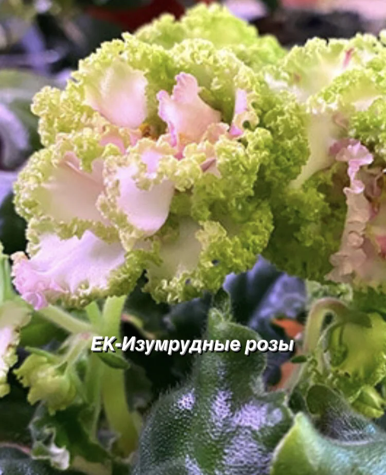 Сортовые фиалки - миниатюра 8