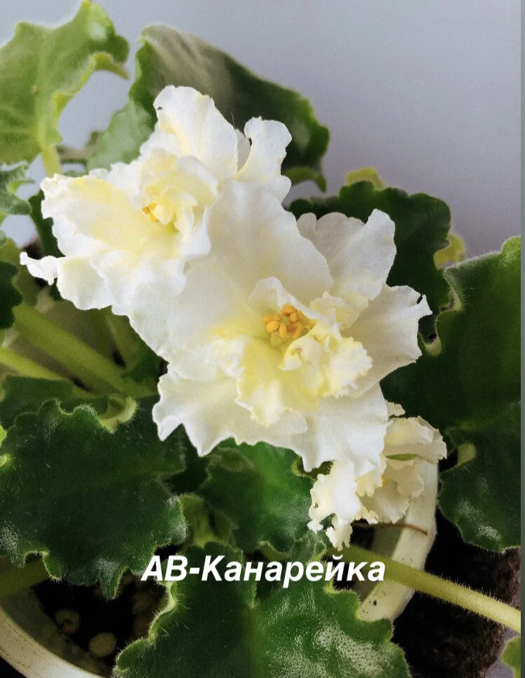 Сортовые фиалки - миниатюра 10