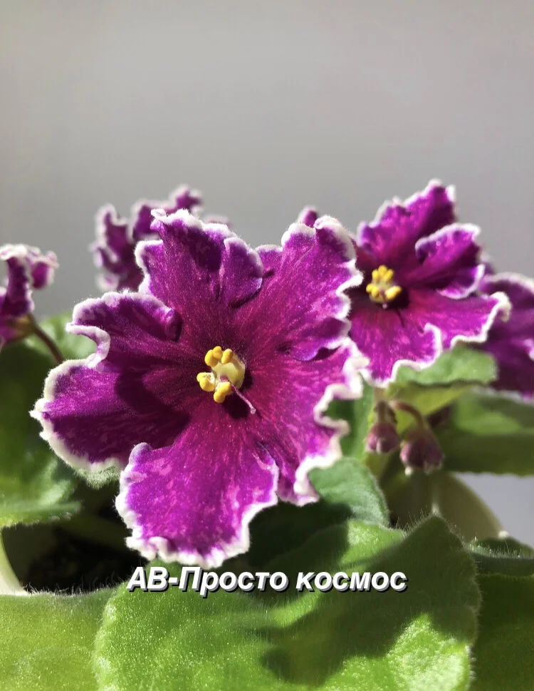 Сортовые фиалки - миниатюра 11