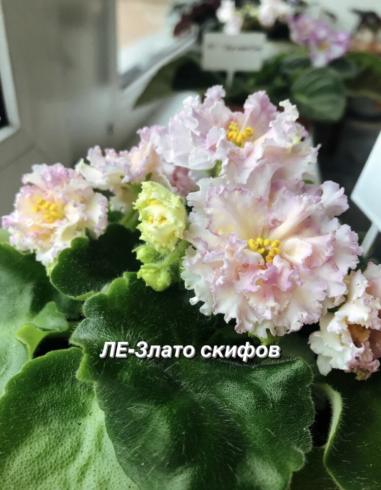 Сортовые фиалки - миниатюра 12