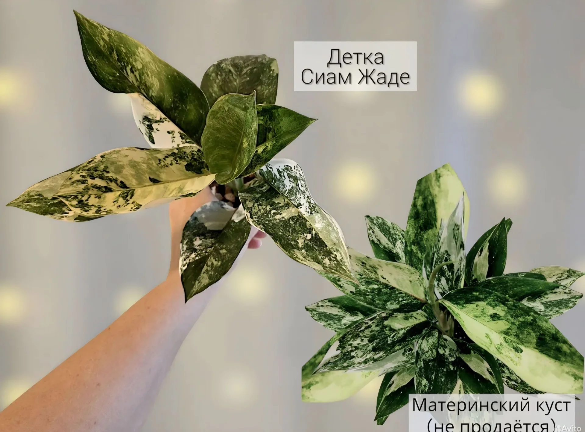 Аглаонема - миниатюра 2