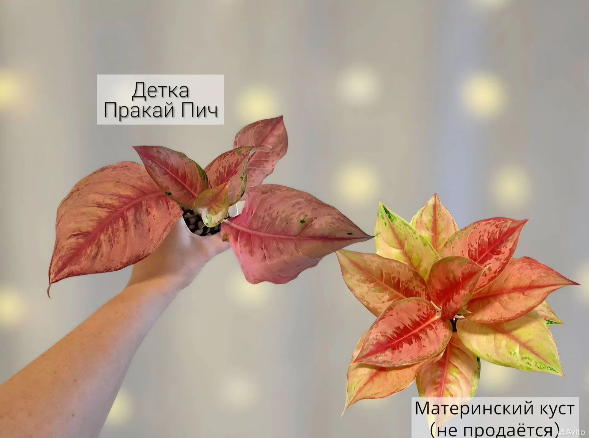 Аглаонема - миниатюра 4