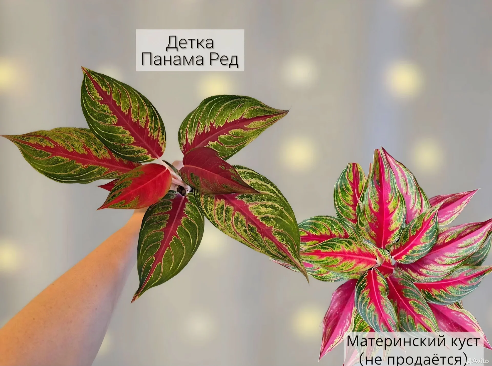 Аглаонема - миниатюра 5