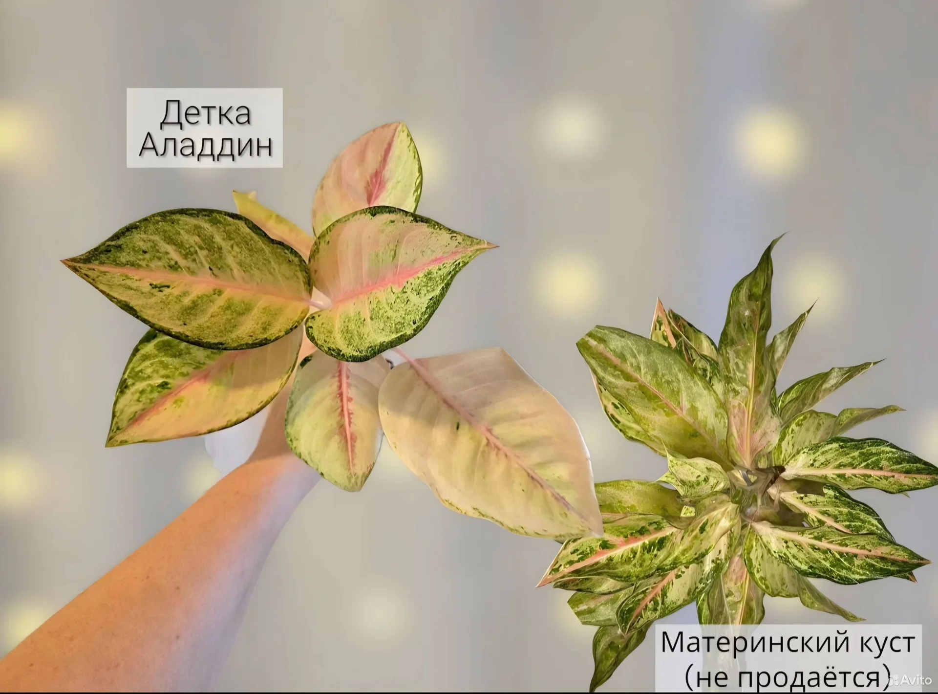 Аглаонема - миниатюра 7