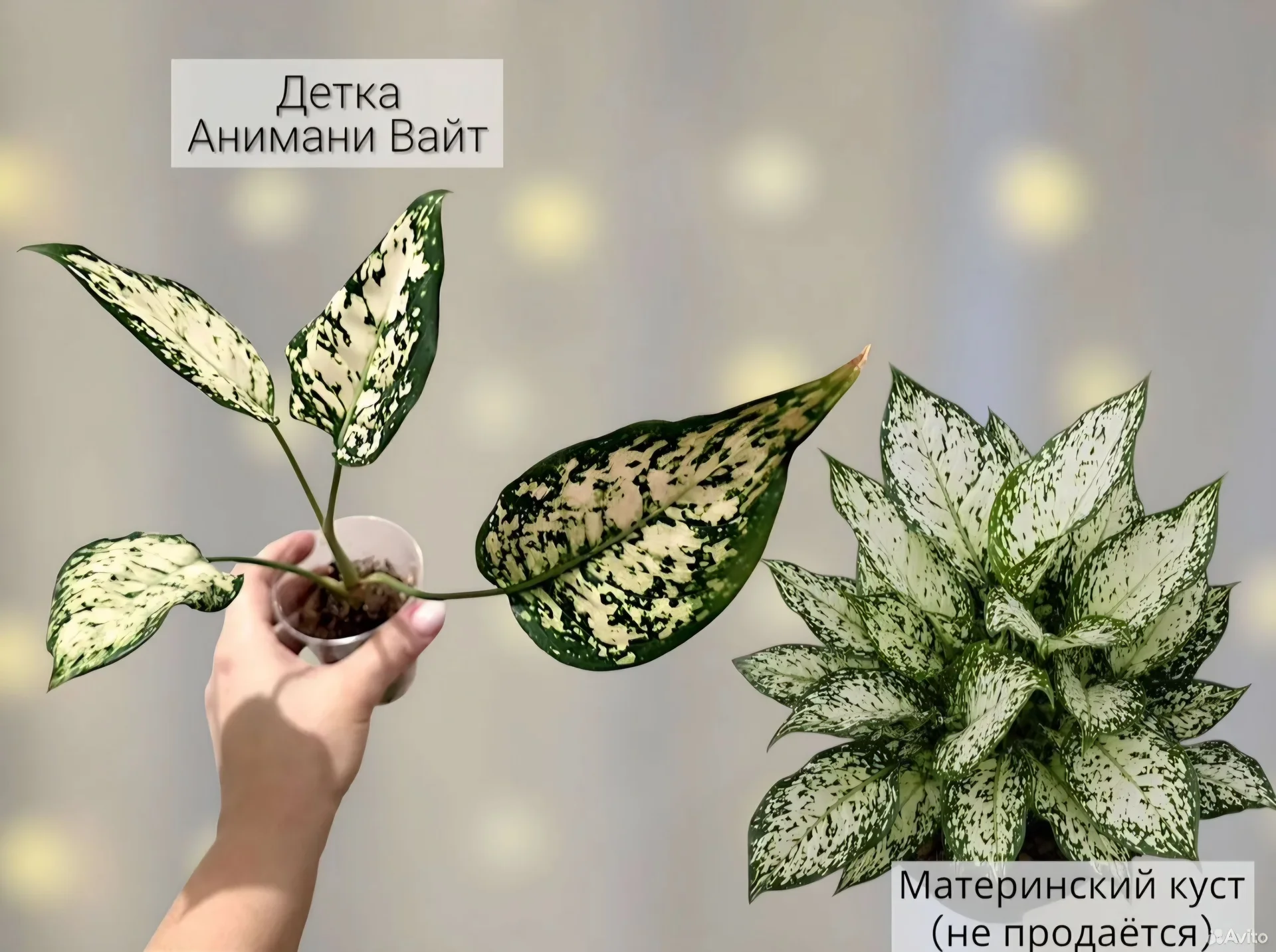 Аглаонема - миниатюра 8