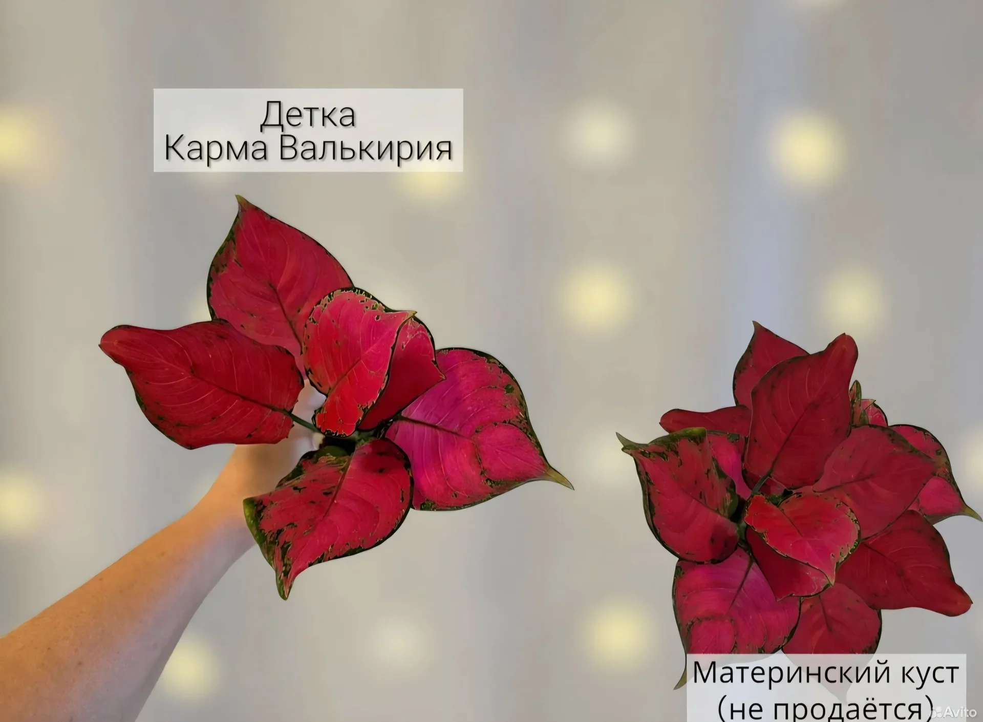 Аглаонема - миниатюра 9