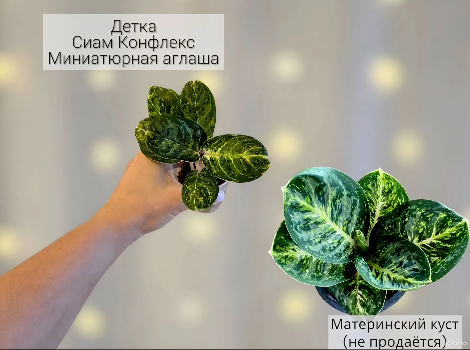 Аглаонема - миниатюра 10