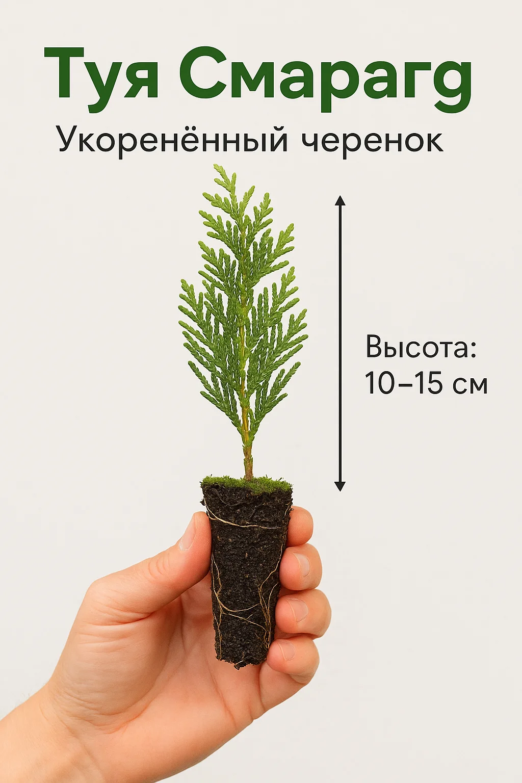 Туя западная Смарагд укорененные черенки - миниатюра 2
