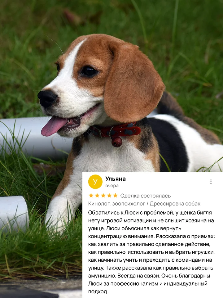 Кинолог, зоопсихолог / Дрессировка собак - миниатюра 5
