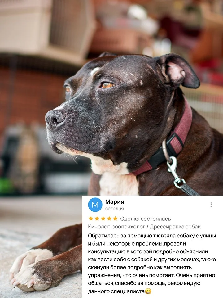 Кинолог, зоопсихолог / Дрессировка собак - миниатюра 6