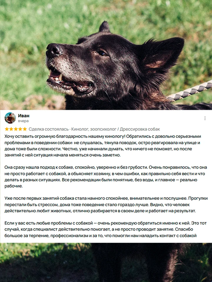Кинолог, зоопсихолог / Дрессировка собак - миниатюра 7